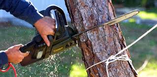 How Our Tree Care Process Works  in  Baldwin, FL